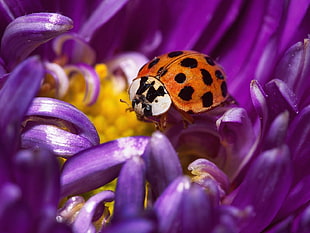 ladybug perched on purple petaled flower closeup photography